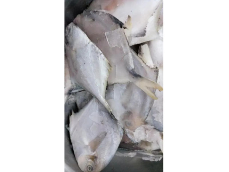冷凍鲳魚